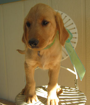 Emmett